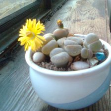 Схема вышивки «Литопс зацвел»