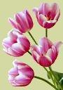 Схема вышивки «Тюльпаны "Pandion"»
