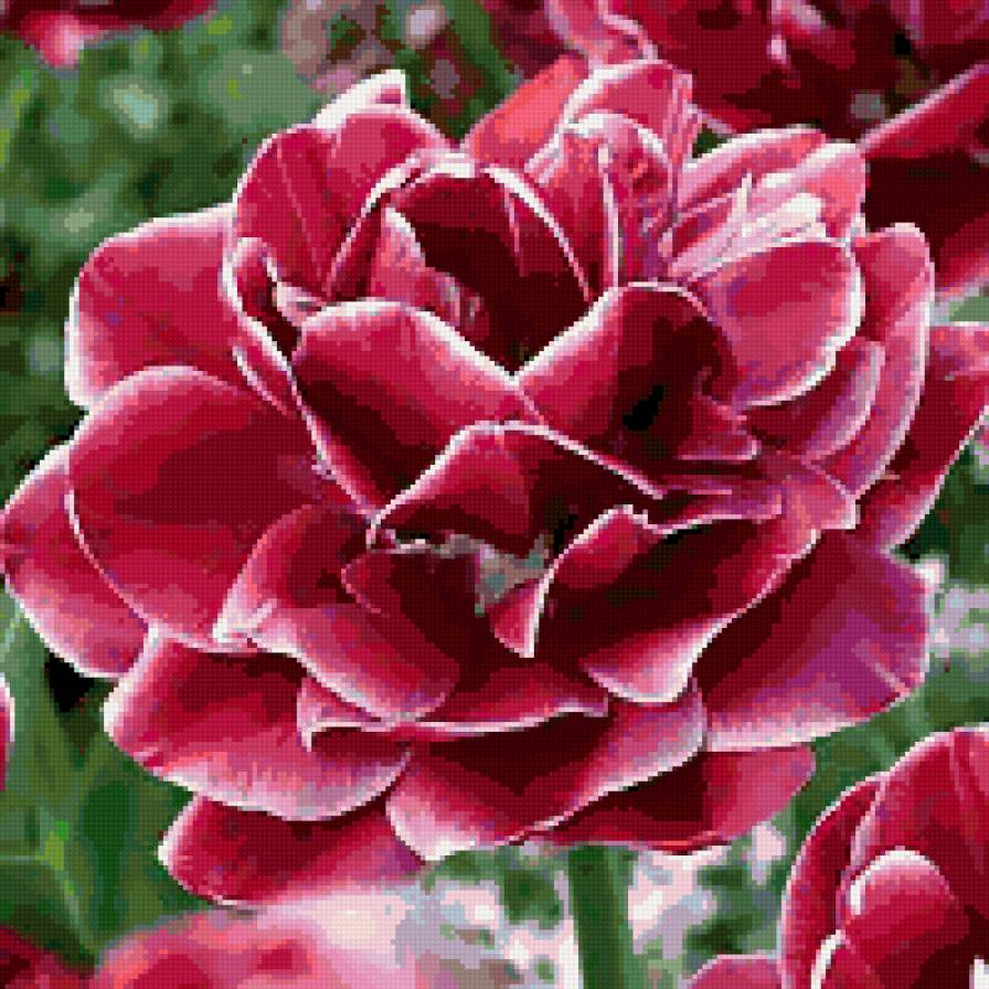 Тюльпан "Dream Touch" - цветы - предпросмотр