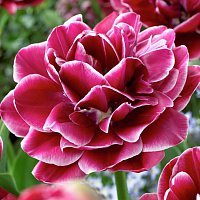 Схема вышивки «Тюльпан "Dream Touch"»