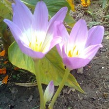 Схема вышивки «Колхикум (Безвременник)»