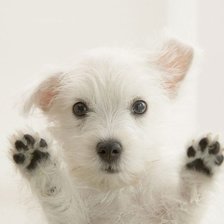 Схема вышивки «Щенуля»