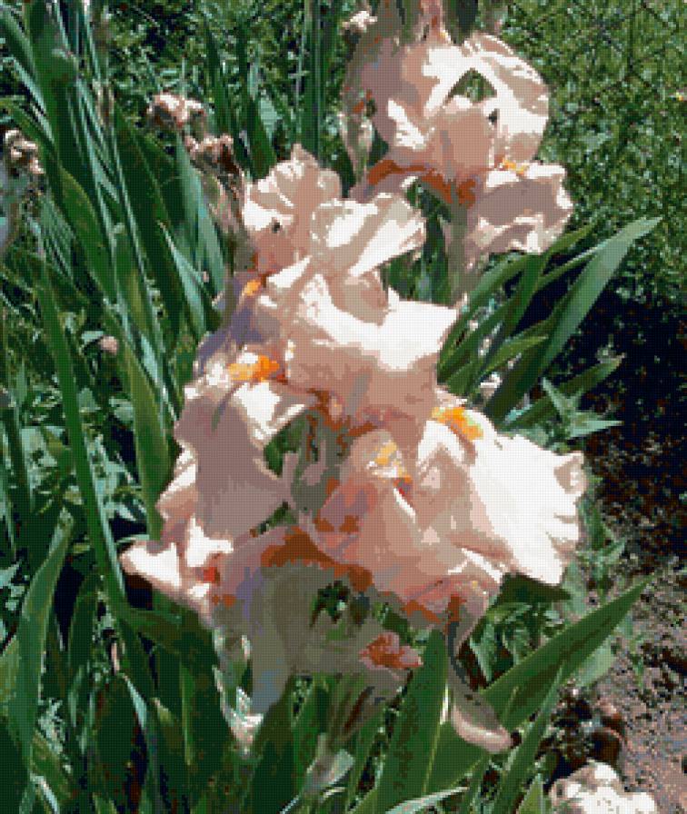 Ирис - цветы - предпросмотр