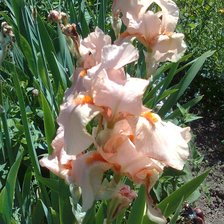 Схема вышивки «Ирис»