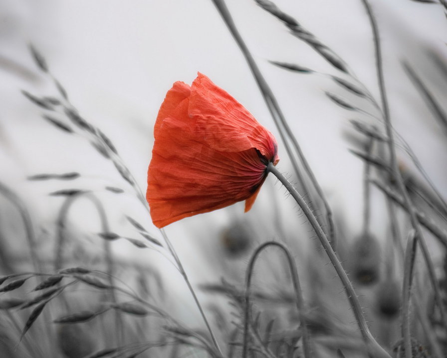 Аленький цветочек - цветы, мак, поле - оригинал