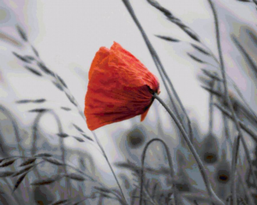 Аленький цветочек - поле, цветы, мак - предпросмотр