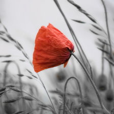 Схема вышивки «Аленький цветочек»