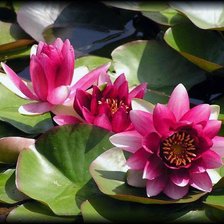 Схема вышивки «водяная лилия»