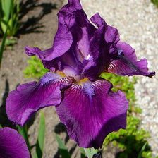 Схема вышивки «Ирис»