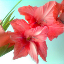 Схема вышивки «Веточка Гладиолуса»