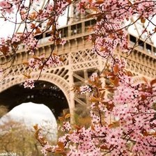 Схема вышивки «Нежность»