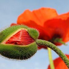 Схема вышивки «№166313»