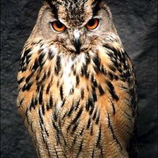 Схема вышивки «Серия "Птицы"»