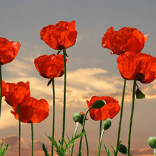 Схема вышивки «№166333»