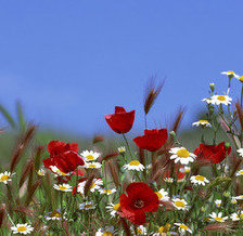 Схема вышивки «№166339»