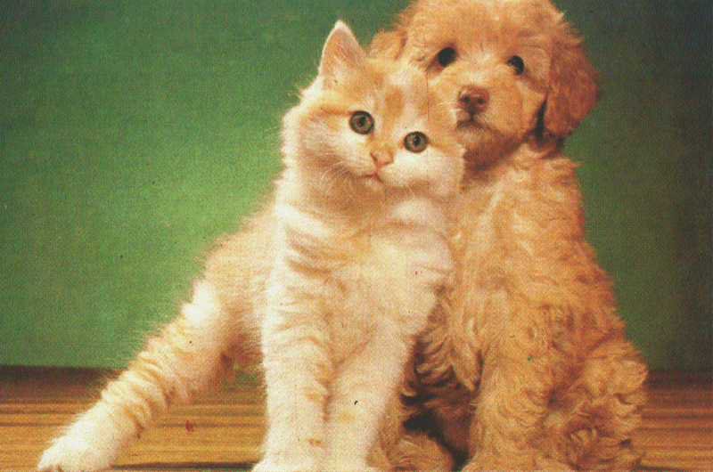 Друзья - щенок, кот, собака, котенок - оригинал