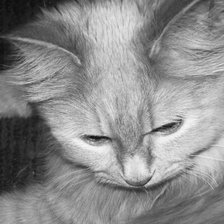 Схема вышивки «котейка»