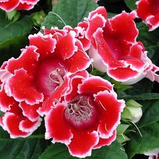 Схема вышивки «глоксинии»