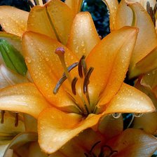 Схема вышивки «нежность королевской лилии»