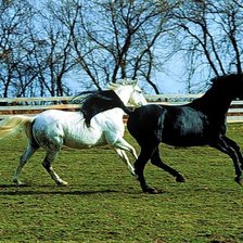 Схема вышивки «лошади»