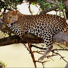 Схема вышивки «№166639»