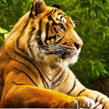 Схема вышивки «тигр»