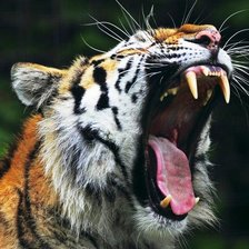 Схема вышивки «тигр»