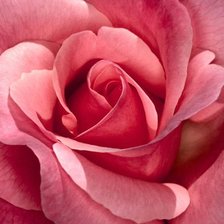 Схема вышивки «Розовый бутон»