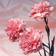 Схема вышивки «Гвоздики»