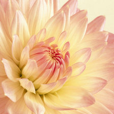 Схема вышивки «Георгин»