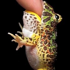 Схема вышивки «серия "стиль-лягушка"»