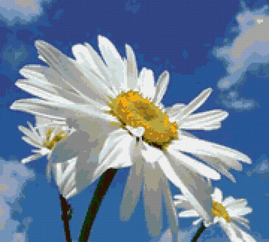 Ромашки на голубом - природа, флора.ромашки, лепестки, цветы - предпросмотр