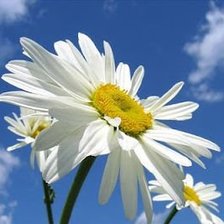 Схема вышивки «Ромашки на голубом»