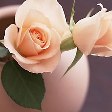 Нежный персик