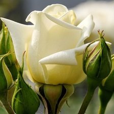 Схема вышивки «Розовый бутон»