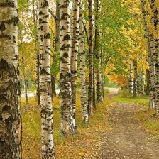 Схема вышивки «Осень»