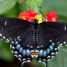 Схема вышивки «Бабочка»