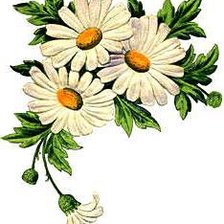 Схема вышивки «ромашки»