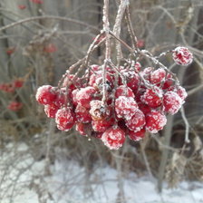 Схема вышивки «зимняя рябина»