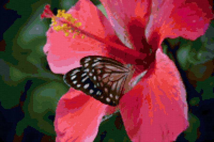 Гибискус - гибискус, цветы, бабочки - предпросмотр