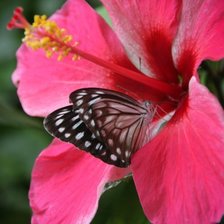 Схема вышивки «Гибискус»