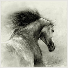 Схема вышивки «лошадь»