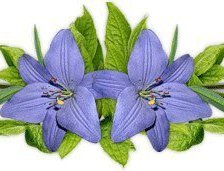 Схема вышивки «цветы»