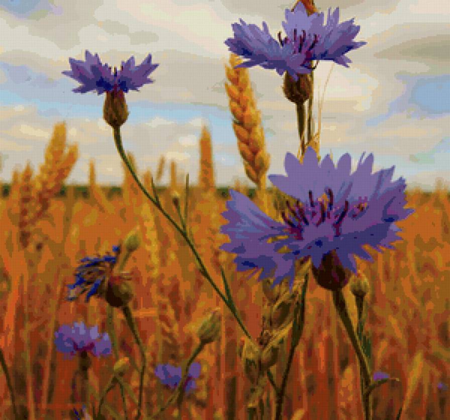 васильки - васильки, поле, рожь - предпросмотр