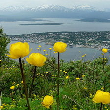 Схема вышивки «залив»