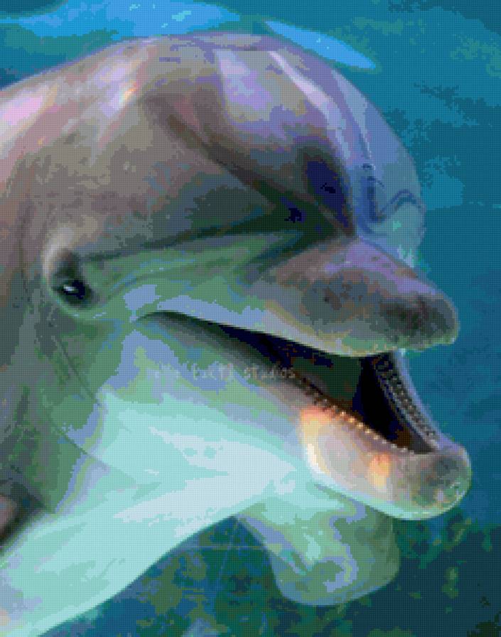 Дельфины - дельфин - предпросмотр