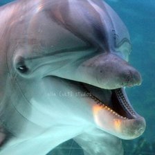 Схема вышивки «Дельфины»