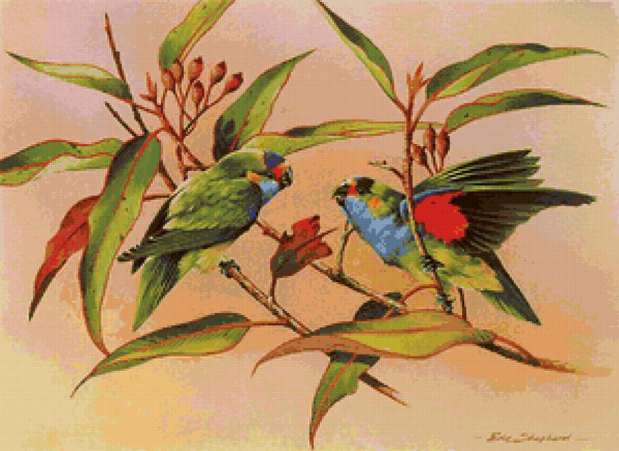 попугайчики - птицы - предпросмотр