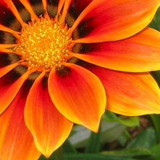 Схема вышивки «Серия "Цветы" Оранжевое чудо»