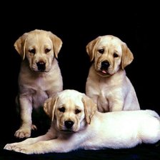 Схема вышивки «собачки»